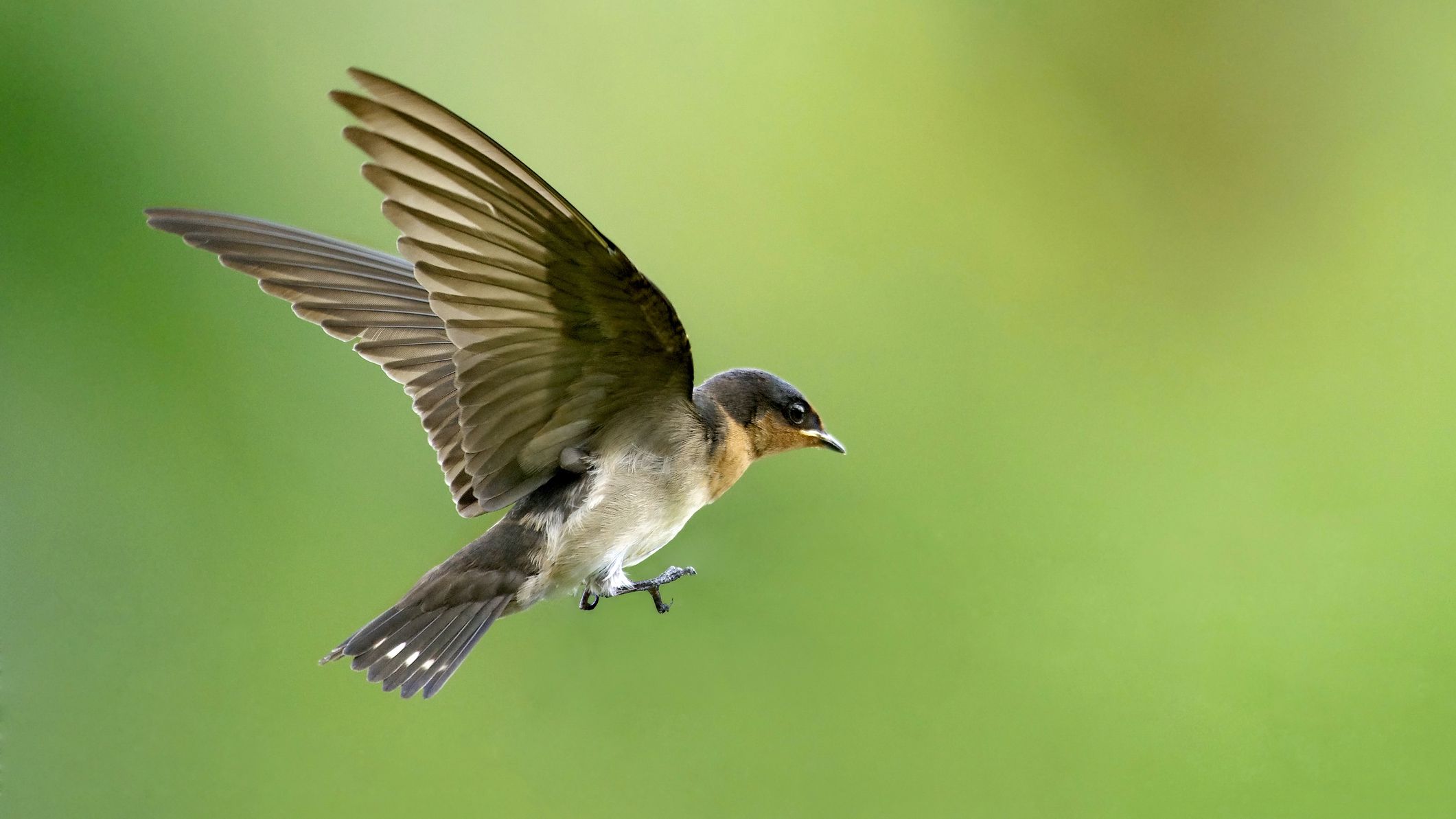 A Small Bird Mid-Flight