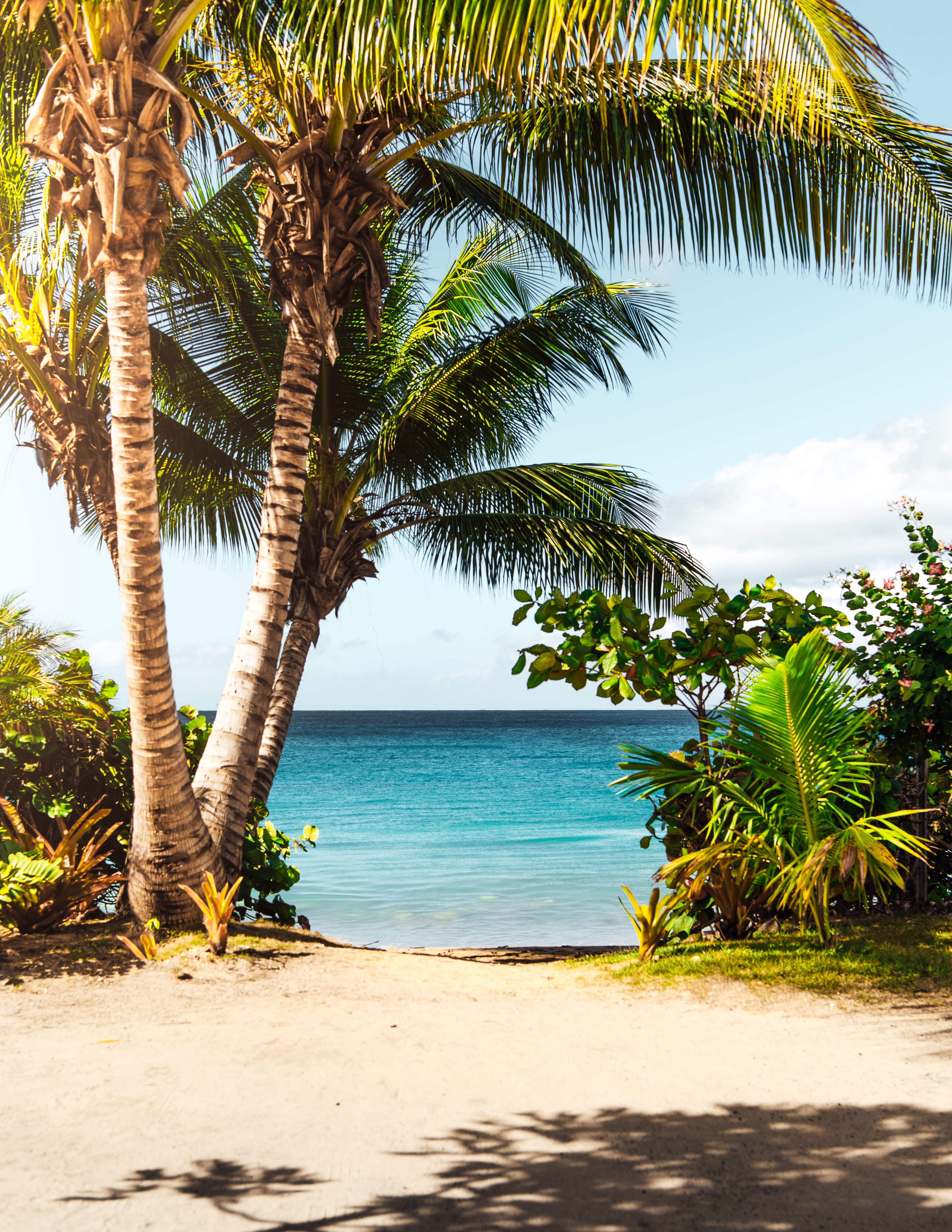 A Tropical Beach with Palm Trees