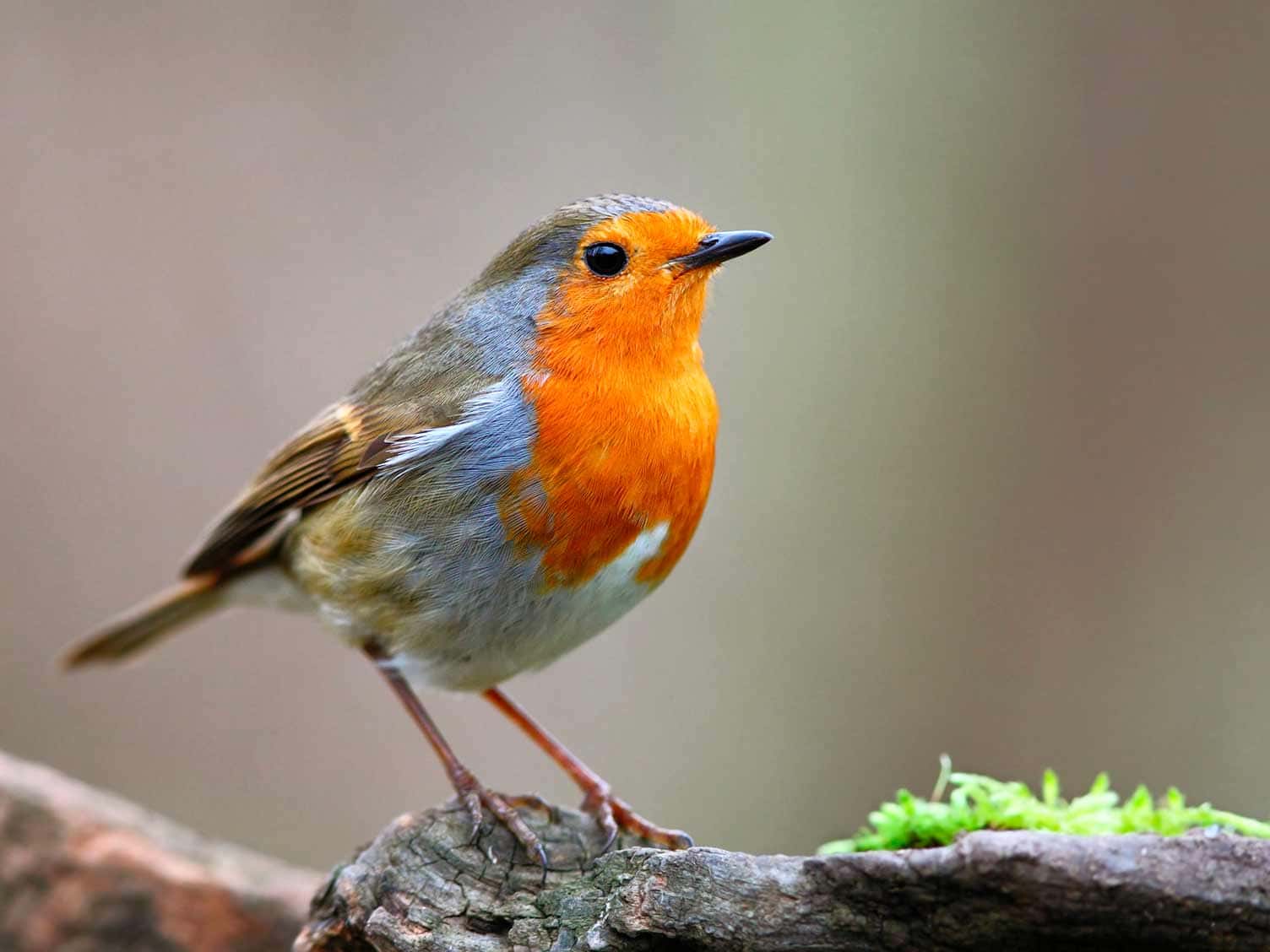 European Robin