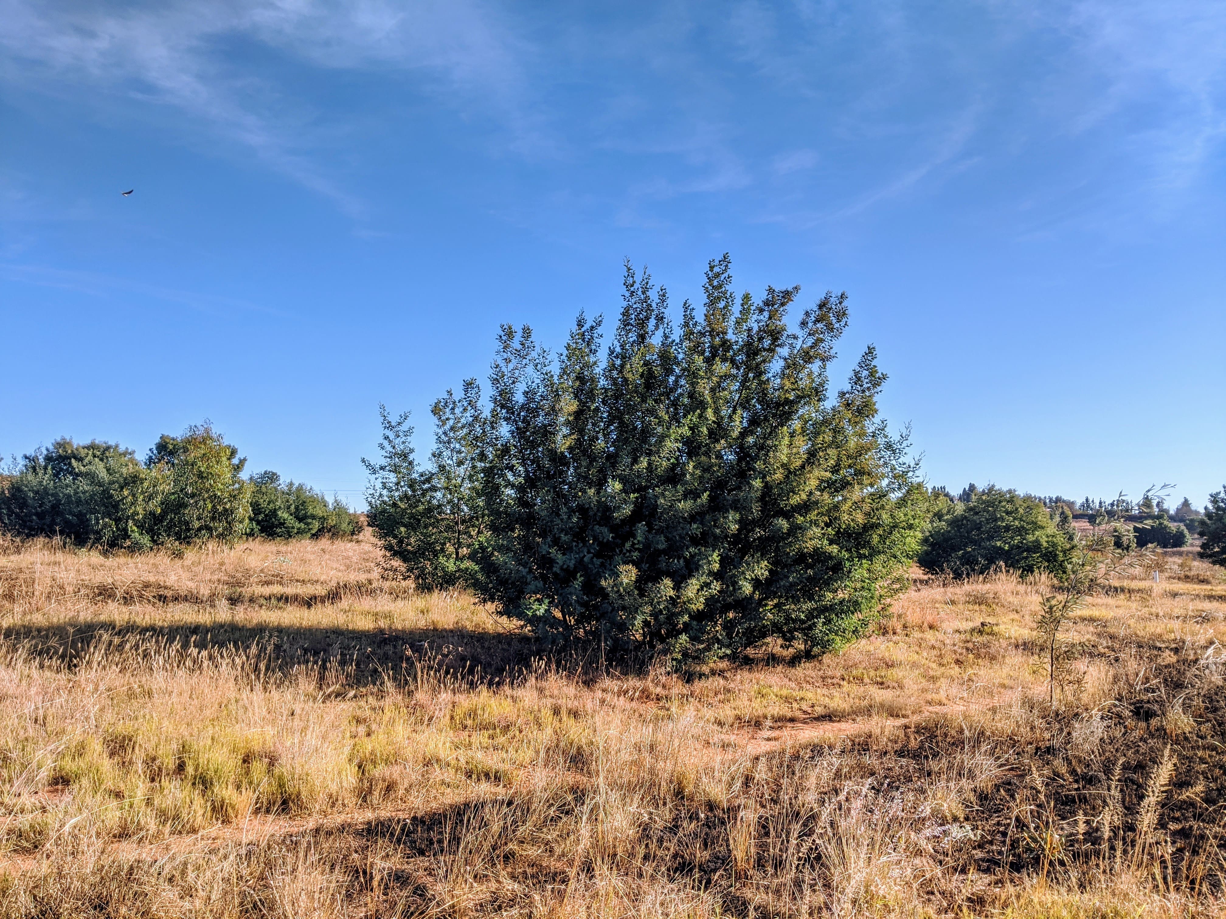 Thorny Bush in a Desert
