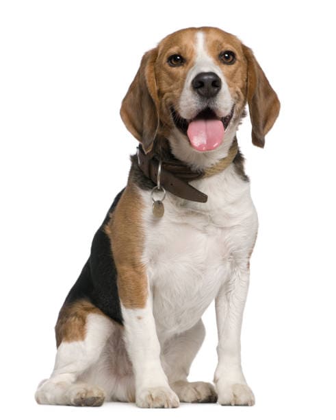 Picture of a Beagle